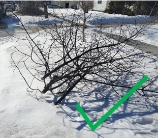 City of Moorhead : Curbside Brush Pickup Service