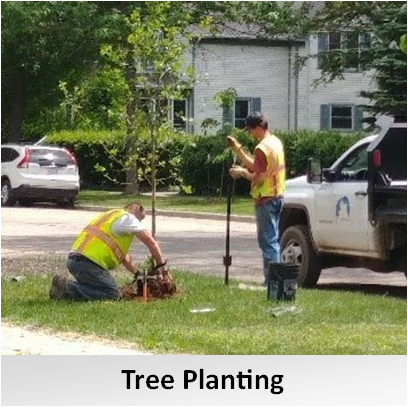TreePlantingLight