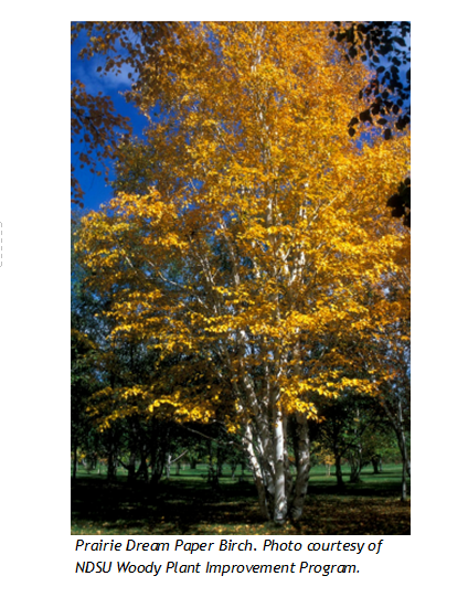 Buy affordable River Birch trees at our online nursery - Arbor Day  Foundation