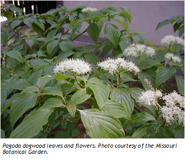 Pagoda Dogwood