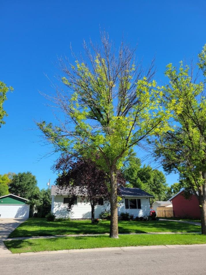 Declining Ash Tree