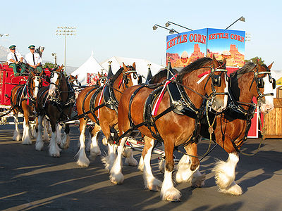 Clydesdale horses at American Legion